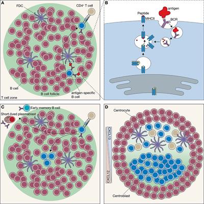 System-Level Scenarios for the Elucidation of T Cell-Mediated Germinal Center B Cell Differentiation